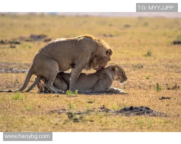 足球明星的孩子是谁生的 揭秘背后鲜为人知的家庭故事与感情生活
